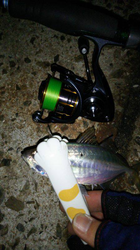 鱗付け本番(笑)