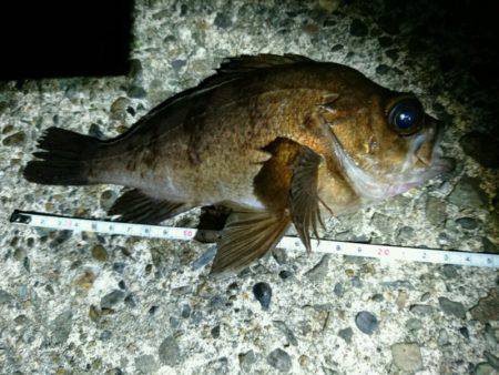 フロートリグでメバリング