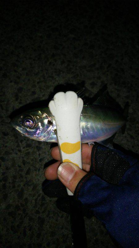 短時間アジング！