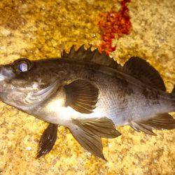 メバルプラッキング