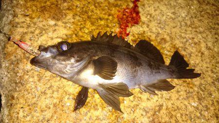 メバルプラッキング