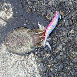 灘浜で短時間エギング