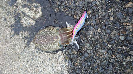 灘浜で短時間エギング