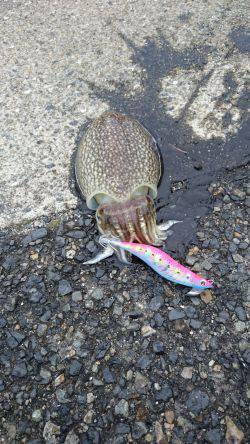 灘浜で短時間エギング