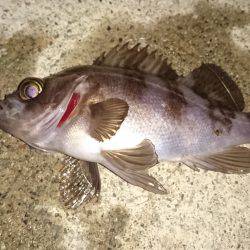 メバルプラッキング