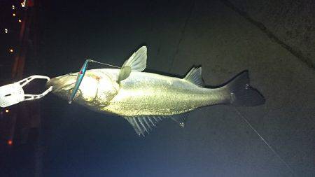 バチは見えませんが