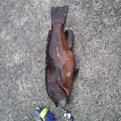 カンダイ釣り！