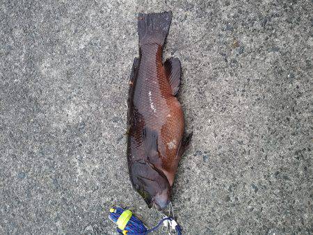 カンダイ釣り！