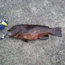 カンダイ釣り！