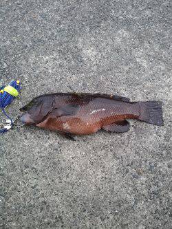 カンダイ釣り！