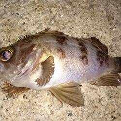 ドシャロープラッキング