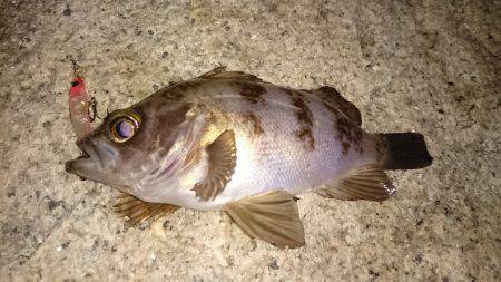 ドシャロープラッキング