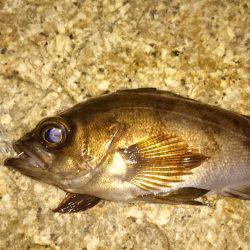 ご近所メバリング