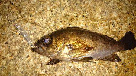 ご近所メバリング