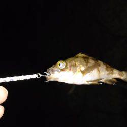 ご近所メバリング