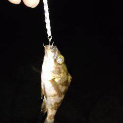 ご近所メバリング