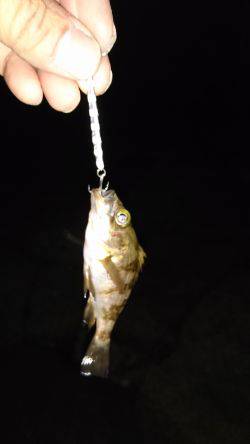 ご近所メバリング