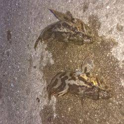 タケノコ？メバル