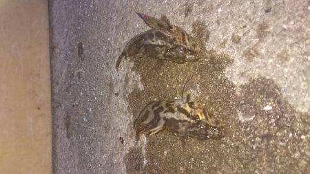 タケノコ？メバル