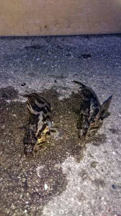 タケノコ？メバル