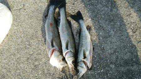 モーニングシーバス