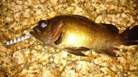 ジグパラマイクロslimで