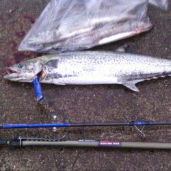 水軒の波止でサワラ