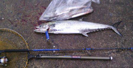 水軒の波止でサワラ