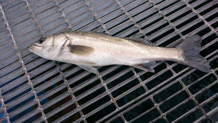 ハネになるんかな？