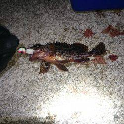 やっぱりガシリング~♪