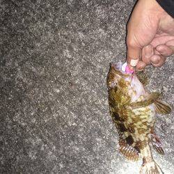 それなりのガシラ