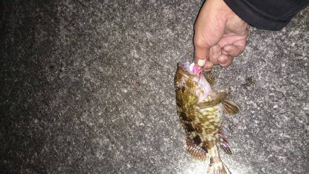 それなりのガシラ