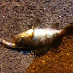 爆釣と思いきや…