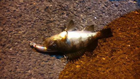 爆釣と思いきや…