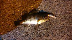 爆釣と思いきや…