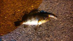 爆釣と思いきや…