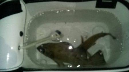 そろそろ開幕か？