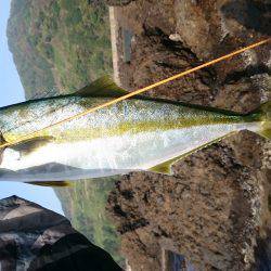 かなり久しぶりの魚