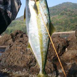 かなり久しぶりの魚