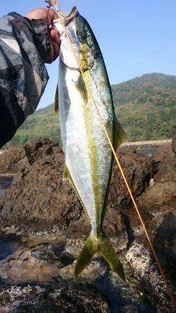 かなり久しぶりの魚