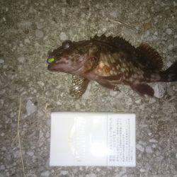 渋い１日でした