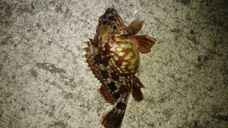 ﾄﾞ干潮なり〜