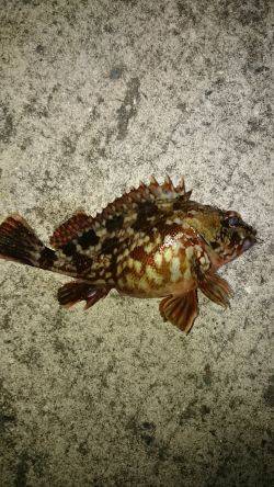 ﾄﾞ干潮なり〜