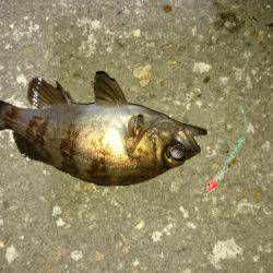 風にも負けず！