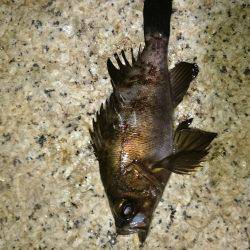 一瞬のジアイ。