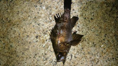 一瞬のジアイ。