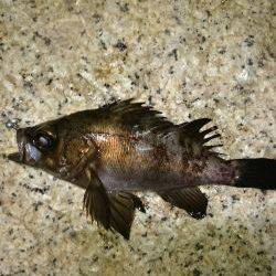 一瞬のジアイ。