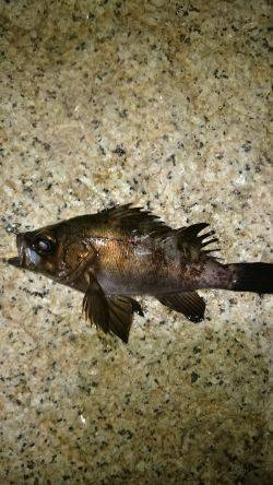 一瞬のジアイ。