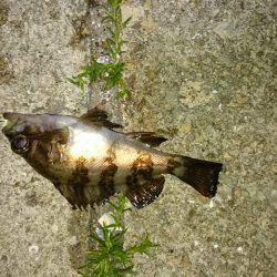 ファーストキャスト！