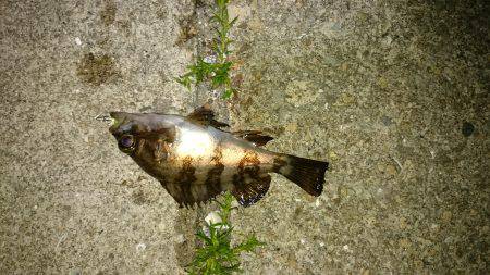 ファーストキャスト！